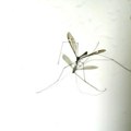 Prvo prskanje protiv komaraca u Nišu najavljeno za 22. i 23. april