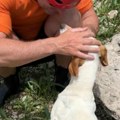 Pas ostavljen nasred neretve da ugine Jedva izvukao živu glavu, spasli ga u poslednji čas! (video)