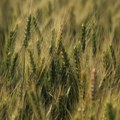 Žetva pšenice počet će ranije nego inače