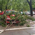 Vetar iščupao ogromno drvo u Mirijevu, prizor sledio građane kada su videli gde su njihova kola