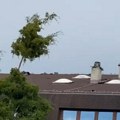 Zahlađenje stiglo u Srbiju, olujni vetar čupa i obara stabla! Na severu zemlje naoblačenje s kišom i grmljavinom, a u ovim…