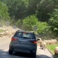 (Video) Neobična gužva na ulazu u Rakovac: Ovce preuzele kontrolu saobraćaja