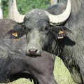Zastrašujući napad u parku: Bizon od 900 kilograma teško povredio 12-godišnjeg dečaka