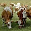Visoki troškovi i ekološki zahtevi smanjuju broj stoke u EU