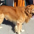 Javna rasprava: Gotov nacrt Odluke o držanju domaćih životinja i kućnih ljubimaca