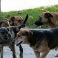Drama u Prokuplju Ženu napao čopor pasa: "Jedan me je ujeo za nogu"