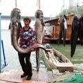 Meduze, somovi od 100 kila i još mnogo toga: Pogledajte šta sve krije voda Savskog jezera (video)