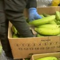 Zaplenjeno 2,6 tona kokaina: Kolumbijska policija ga našla među bananama, sumnja se da roba namenjena balkanskom kartelu…