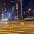Beograđanka snimila neverovatnu scenu na pešačkom prelazu: "Ovi psi su kulturniji od većine nas"