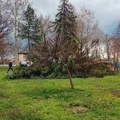 Jak vetar oborio drveće u dvorištu osnovne škole: Incident u Baču: Pogledajte kako izgleda fotografija sa lica mesta (foto)