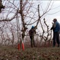 Vreme je za rezidbu i zaštitu voćaka