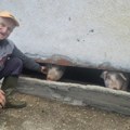 Nikad viđeno, rodilo se prase bez ušiju?! Jedni se krste, drugi ga slikaju! Narod pod Maljenom ovo ne pamti a desilo se u…