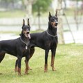 Dobermani napali tinejdžerku, vlasnik je branio, pa i njega izujedali: Detalji drame u Boljevcima - evo gde je devojka…