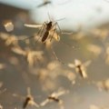 Male boginje, groznica Zapadnog Nila pred početak škole: vakcinacija je ključna za zaštitu dece