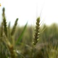 Dan polja strnih žita i herbicidnih ogleda na oglednom polju Čalma kod Sremske Mitrovice