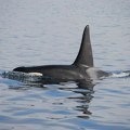 Portugal zabranio turističkim plovilima da prilaze kitovima ubicama