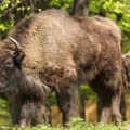 Uginuo predivni bizon Đuka sa Fruške gore: Razboleo se, čekaju se rezultati obdukcije