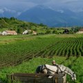 Kada je Laki došao do njive, jedva ostao na nogama od šoka - na kraju morao da reaguje i gradonačelnik: "Nijedan…