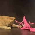 Dok druge mace jure klupko, Čedaru je omiljeni bikini: Nigde ne ide bez njega, a razlog je nasmejao sve
