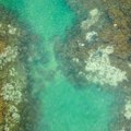 Studija: Više od 3.500 životinjskih vrsta ugroženo klimatskim promjenama