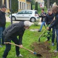 Drvo niklo na Avali iz džepa sahranjenog ruskog vojnika: Neverovatna priča o kavkaskom orahu!