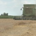 Žetva ječma ranije nego inače - zašto je ova žitarica sve popularnija