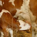 Pala cena žive mere junadi: Farmeri sumnjaju na uvoz zamrznutog mesa; evo koliko košta kilogram junetine