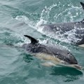 Napad delfina na plaži: Drama u Japanu, četiri plivača povređena