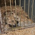 Pojavili se novi snimci lavića pronađenog kod Subotice! Maze ga, a on urliče: "Jako je slabašan, trude se da ga spasu!"