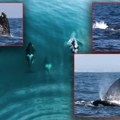 Orke napale sivog kita: Neverovatna scena, nanele mu jezive povrede, neravnopravna borba trajala sat vremena (foto/video)