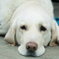 „Umiru u najstrašnijim mukama, ugroženi i ljudi“: Masovno trovanje pasa u Nišu