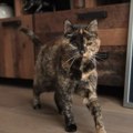Flosi je najstarija mačka na svetu, nadživela je dvoje vlasnika, ali i dalje uživa u životu (VIDEO)