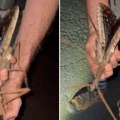 Otkriven zastrašujuće veliki insekt: Potpuno nova vrsta, prizor je uznemirujući (Video)