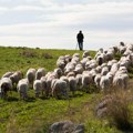 Čobane je teško naći, a ovo je plata Smeštaj i hrana džabe pa čista zarada ide pravo u džep! Država Srbija za ovce s pedigreom…