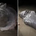 Leš morskog predatora isplivao na omiljenoj plaži Srba: Uznemirujući prizori u poznatom letovalištu (Video)