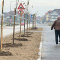 Nakon asfalta i gradskog prevoza, meštani ulice Dr Miloša Đorića dobili i drvored