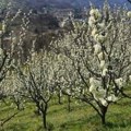 Posle tri teške godine, voćnjaci se bude – bez mraza na vidiku, raste nada u dobar rod