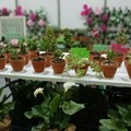 Niški zatvor nagrađen na Sajmu hortikulture