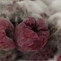 Kako je hepatitis A dospeo u hranu: Stručnjak objašnjava kakav je sistem kontrole i gde može doći do propusta