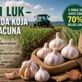 Od ulaganja do ozbiljne zarade: Beli luk jedna od najperspektivnijih kultura u Srbiji