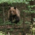 Појавио се снимак медведа који је кренуо ка 6 људи на Тари: Овако га је храбри ватрогасац одвратио