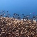 Сагоревање фосилних горива изазива забрињавајуће појаве у океанима: Највећем коралном гребену на свету прети опасност