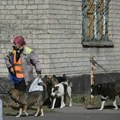 Užas u Novom Pazaru! Čopor pasa napao dečaka na putu do škole! Jedva je izvukao živu glavu