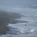 Raste broj planktona zbog klimatskih promena: Kako će to uticati na lanac ishrane?