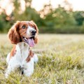 Ženka psa lutalice dovela u veterinarsku kliniku štene u kritičnom stanju VIDEO