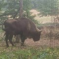 Pronađen odbegli bizon na Fruškoj gori: Posle nekoliko dana lutanja Tajfun se vratio kući