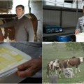 (Foto) ovakvog sira gotovo da nema na tržištu Evo šta je tajna kvaliteta iz porodične mlekare Davidovića u Kaoni