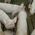 Nastavlja se trend rasta cene prasića