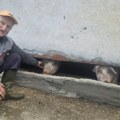 (Foto) Čudo neviđeno sa Maljena: Rođen je bez ušiju i prava je atrakcija u selu: "Najbolje čuje kad zazveči kanta za ručak"…