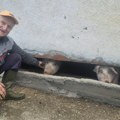 (Foto) Rodilo se prase bez ušiju, ali ima neverovatnu „moć“: Svi u selu dolaze da vide Praška Naška sa Maljena